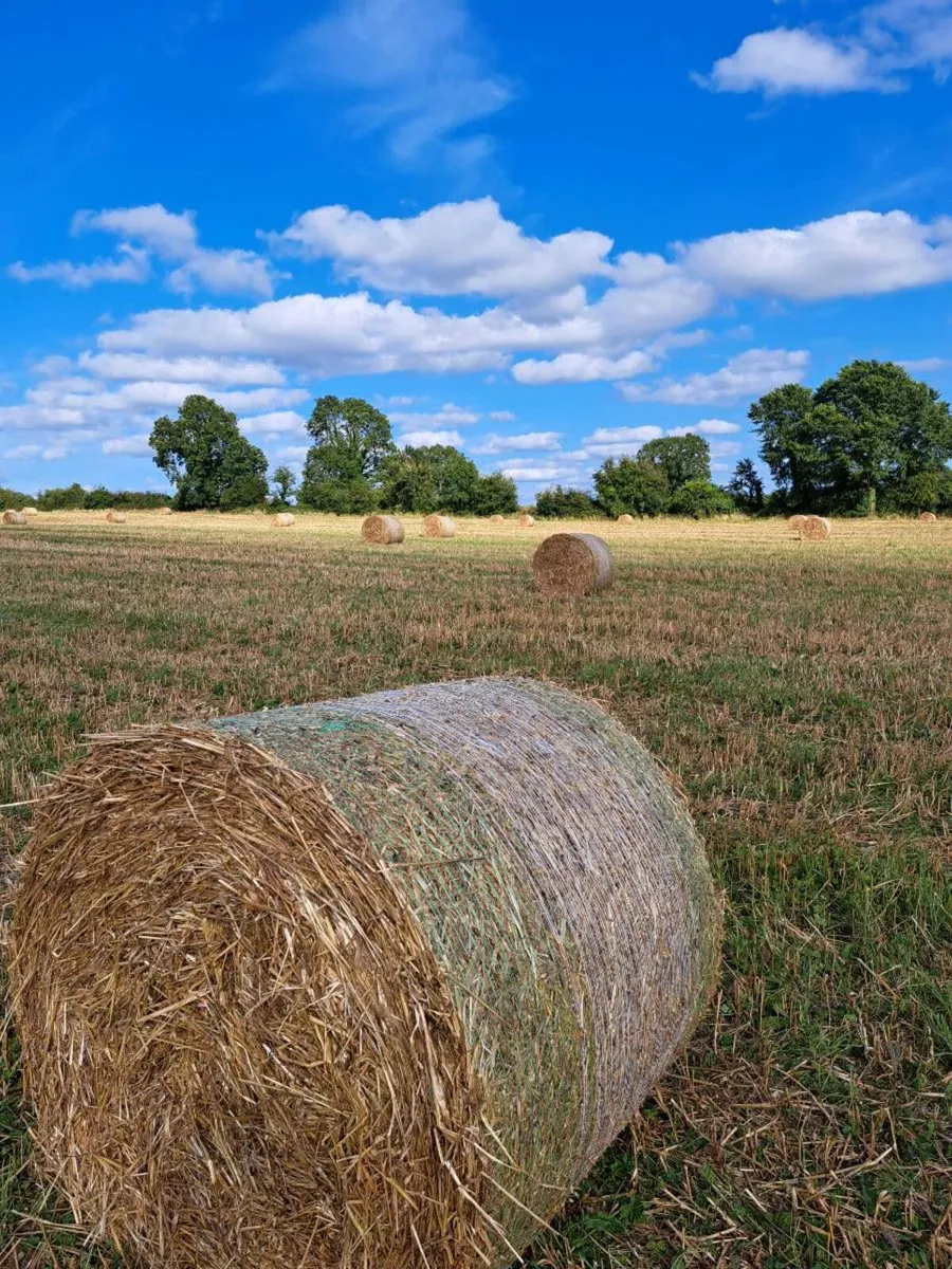 Organic oaten straw - Image 2