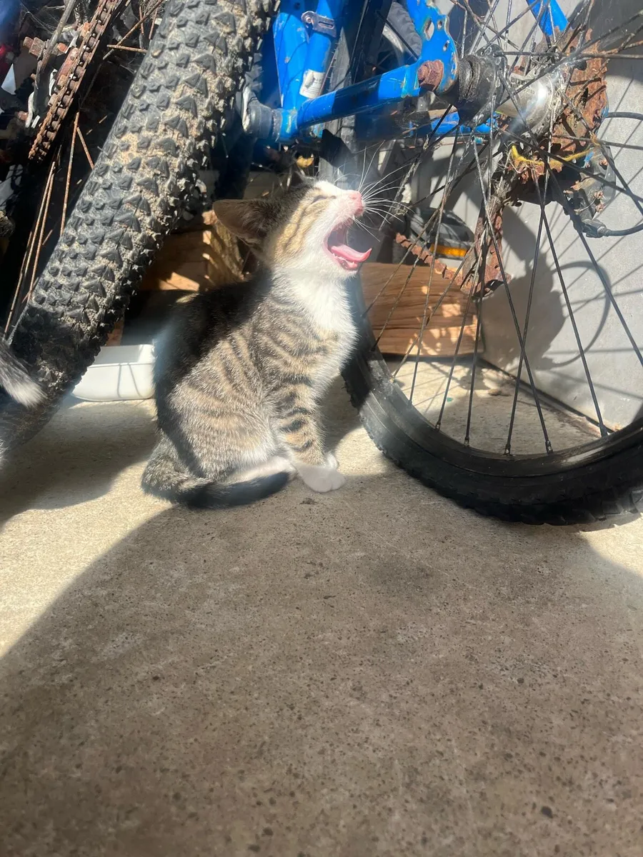 Cats and kittens - Image 2
