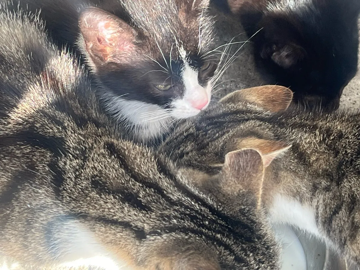 Cats and kittens - Image 4