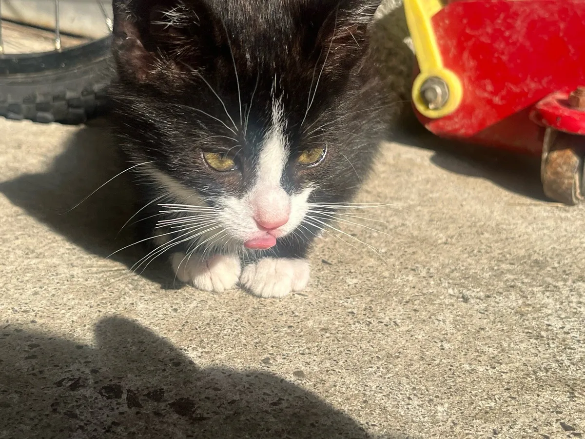 Cats and kittens - Image 3