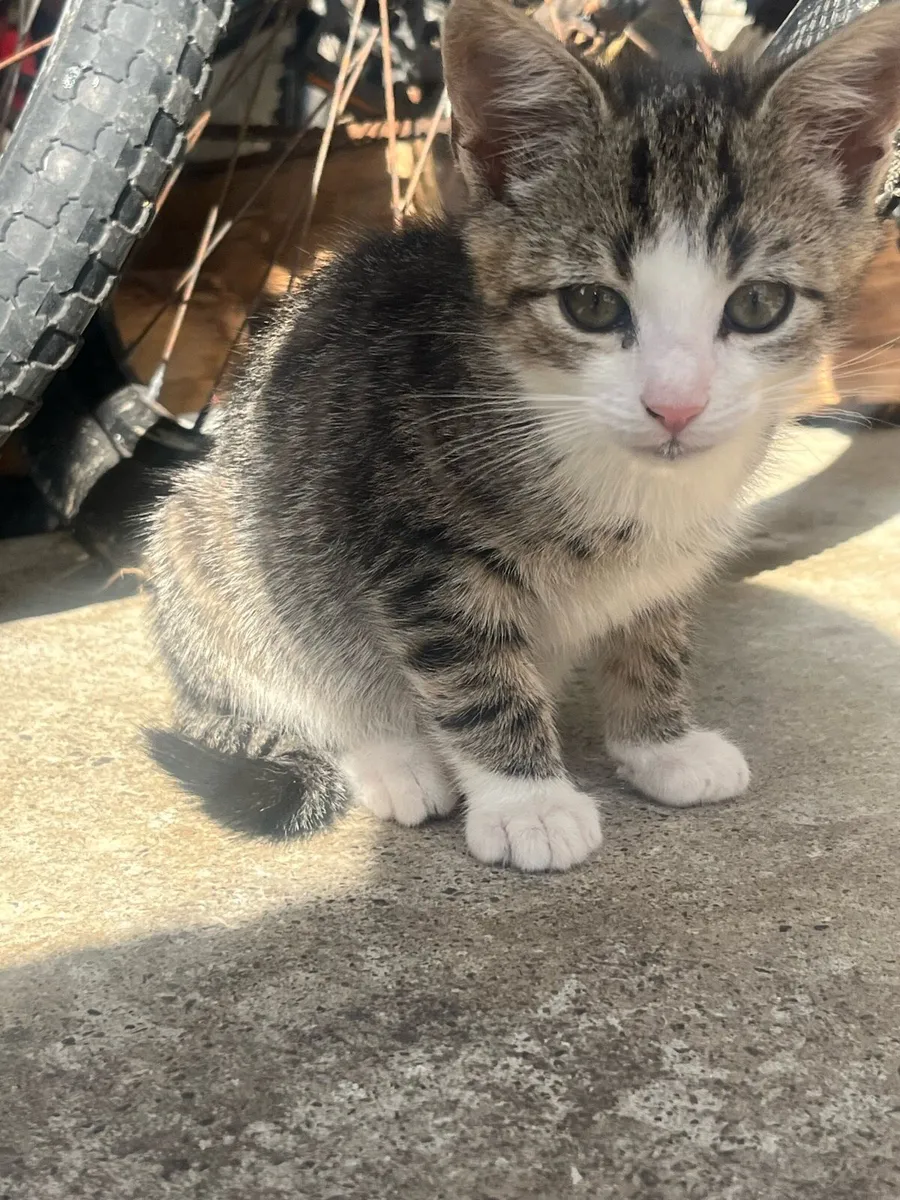 Cats and kittens - Image 1
