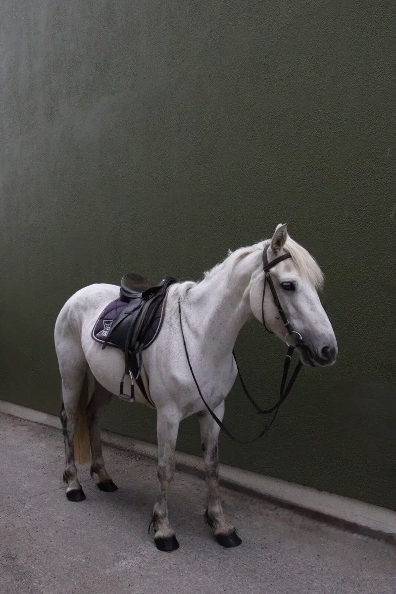 Selection of Broken and Ridden Available - Image 1