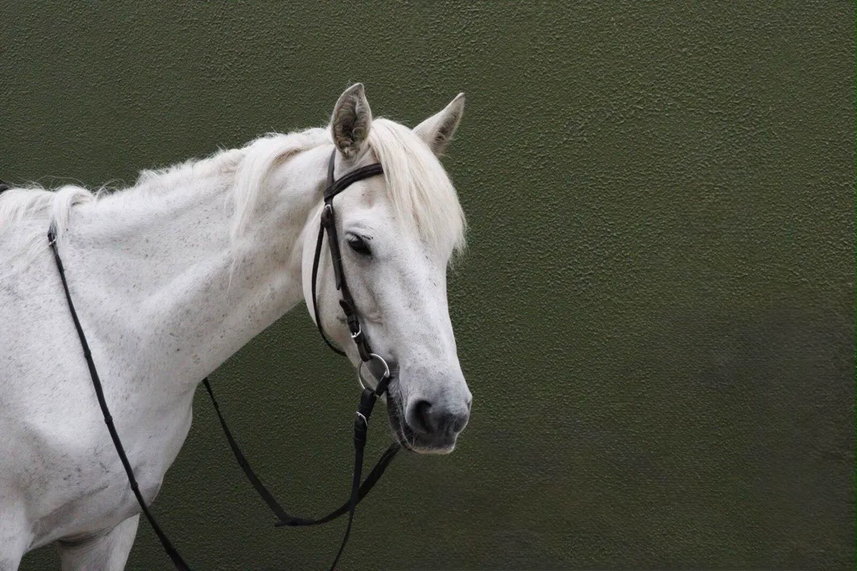 Selection of Broken and Ridden Available - Image 2