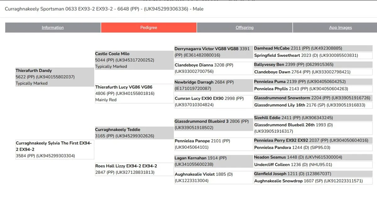 BULL - PEDIGREE IRISH MOILED - Image 3