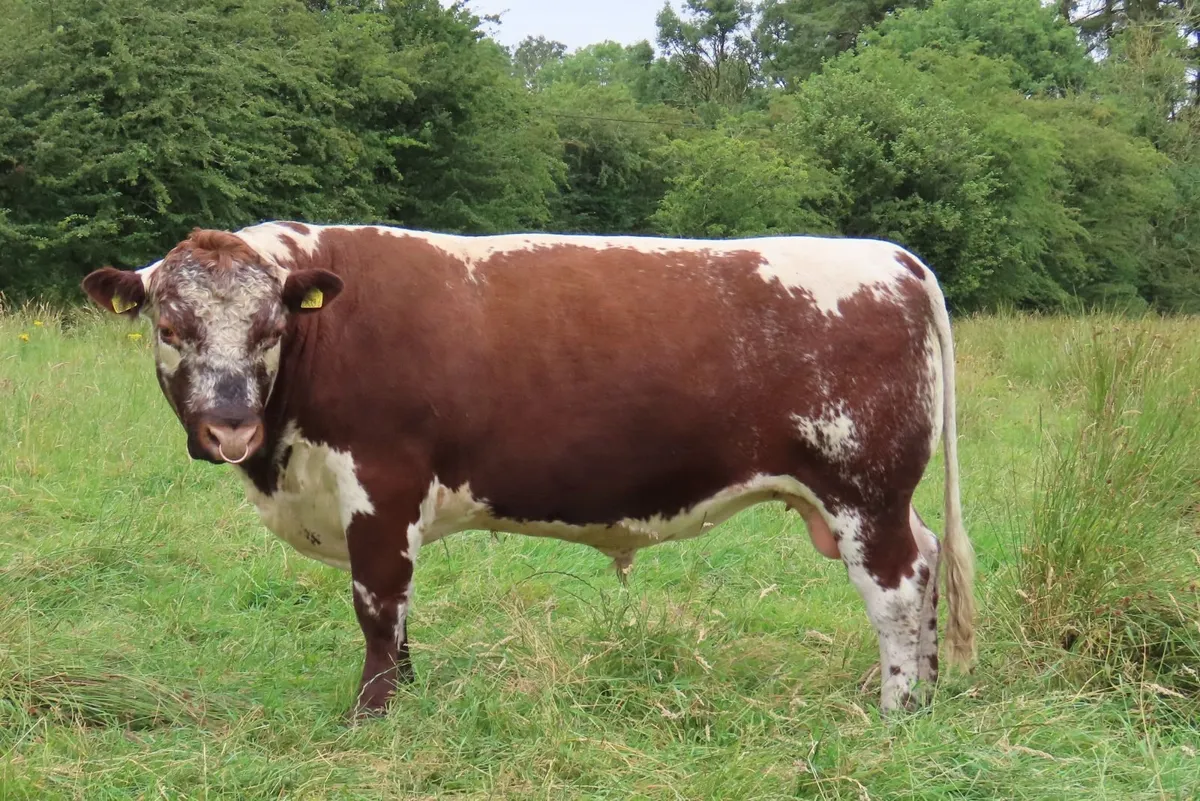 BULL - PEDIGREE IRISH MOILED - Image 1