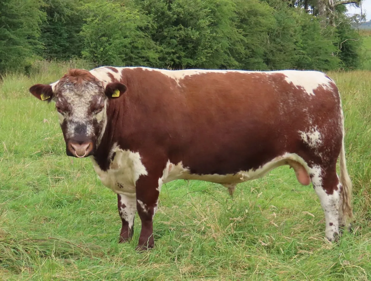 BULL - PEDIGREE IRISH MOILED - Image 4