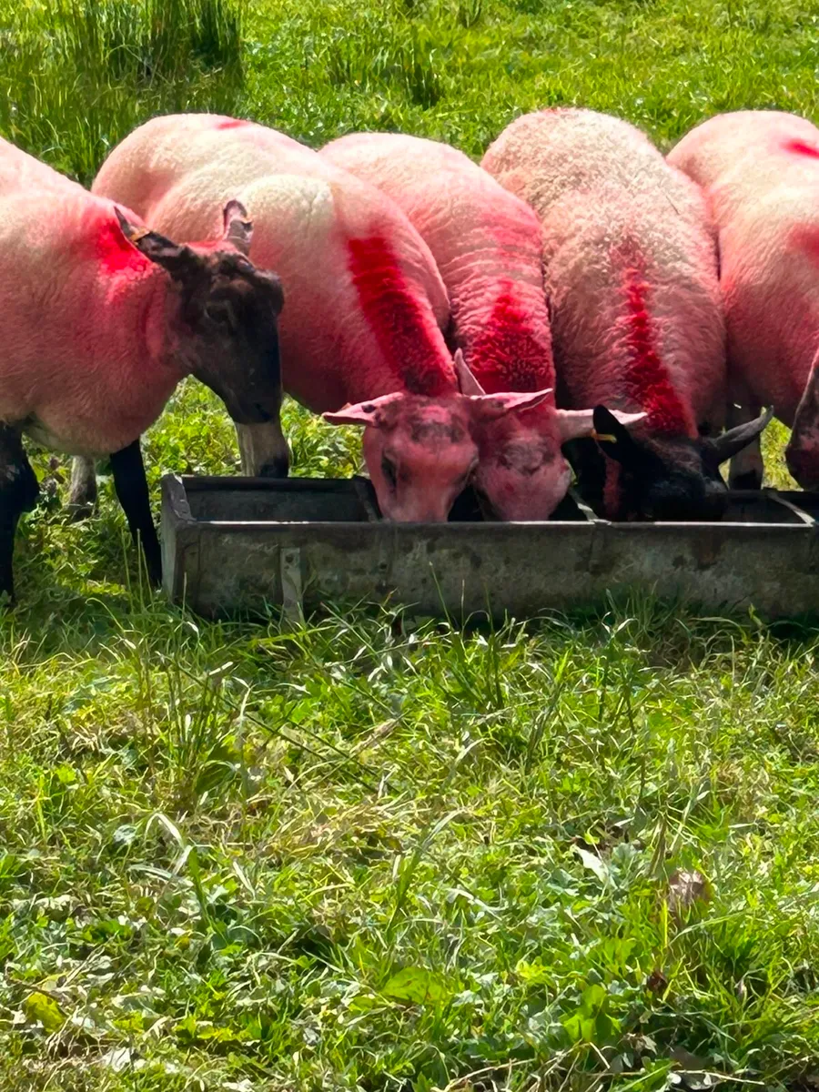 9 Sufftex Ewe Hoggetts - Image 1