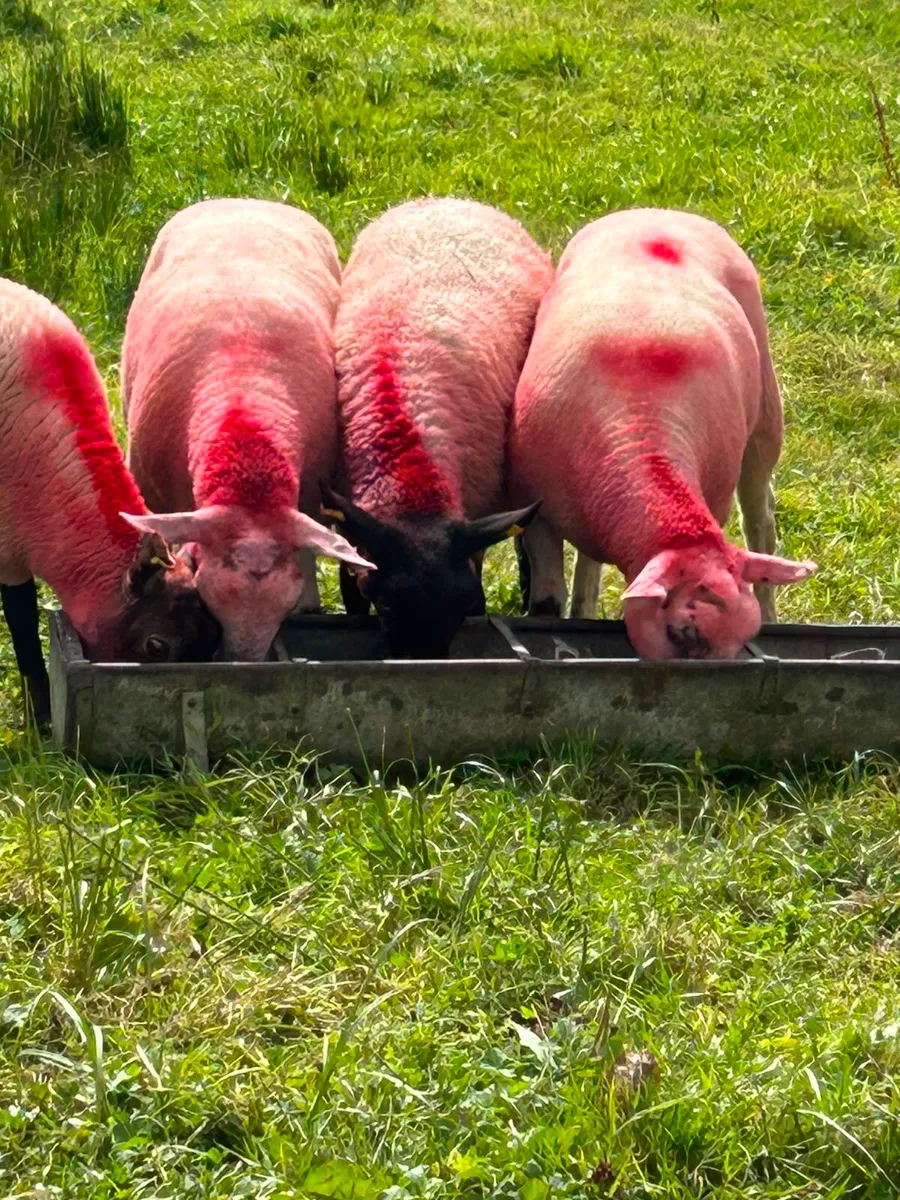 9 Sufftex Ewe Hoggetts - Image 2