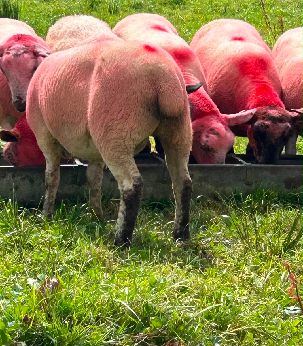 9 Sufftex Ewe Hoggetts - Image 3