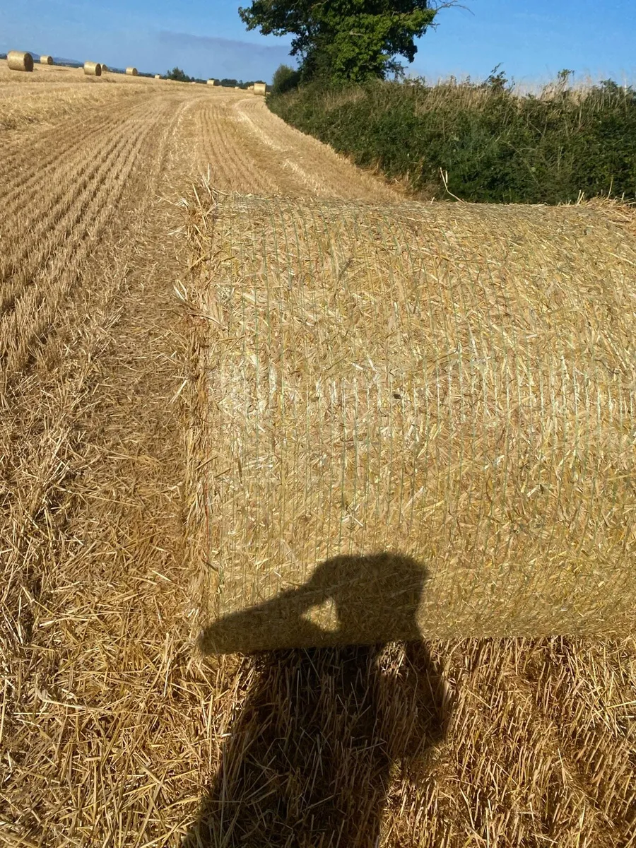Spring barley straw 4x4 - Image 2