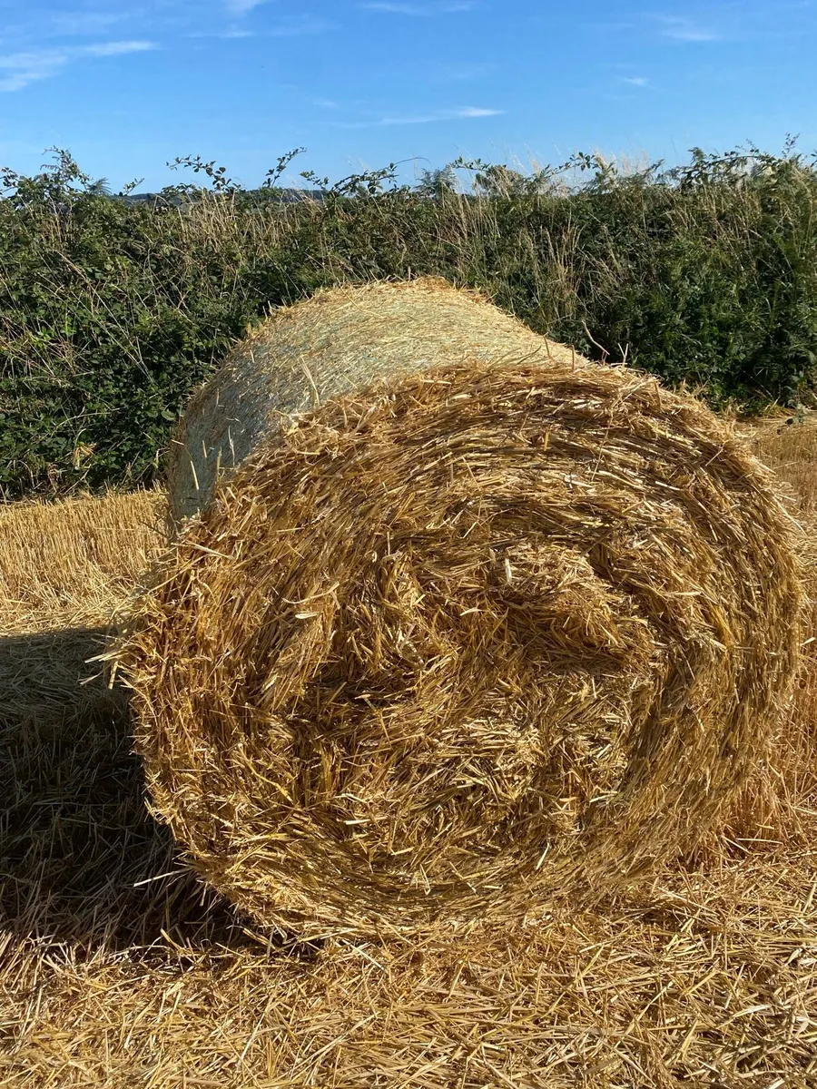 Spring barley straw 4x4 - Image 3