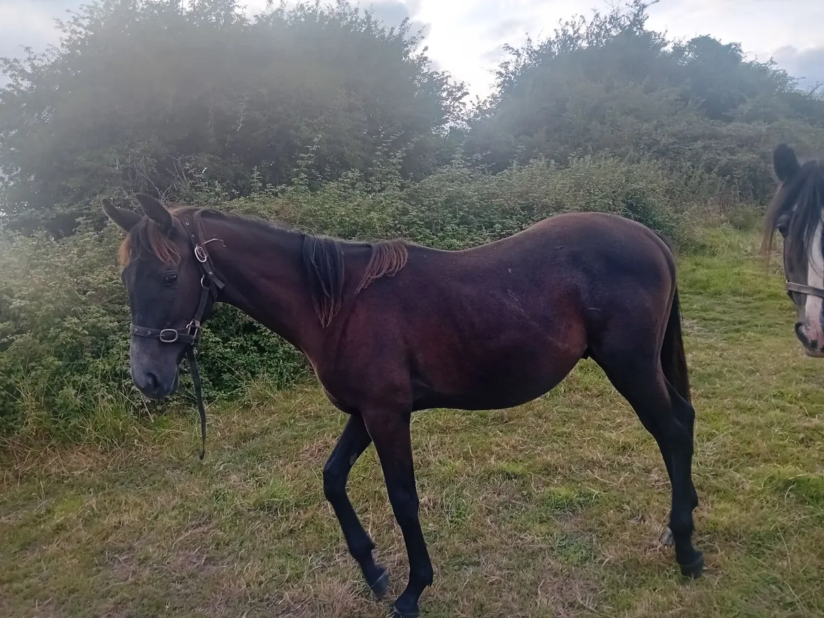 yearling gelding - Image 2