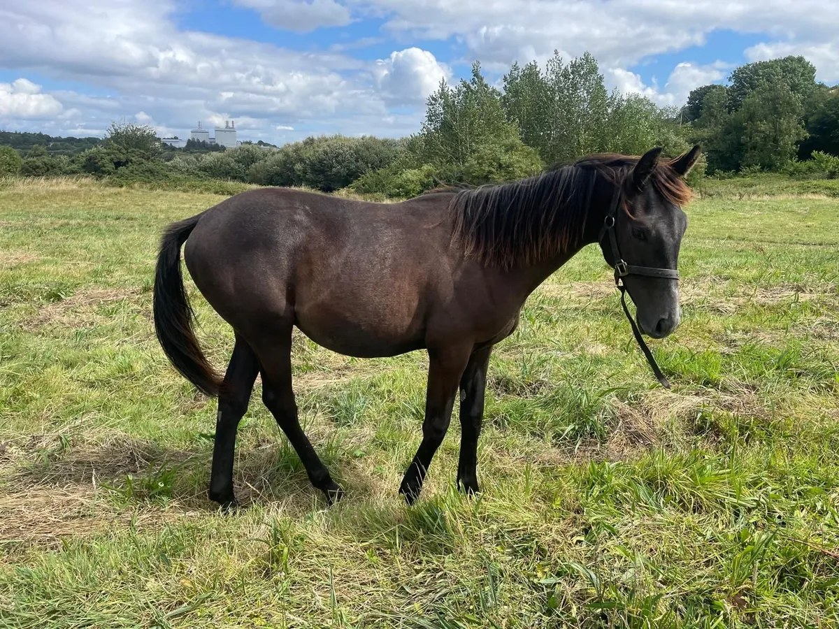yearling gelding - Image 3