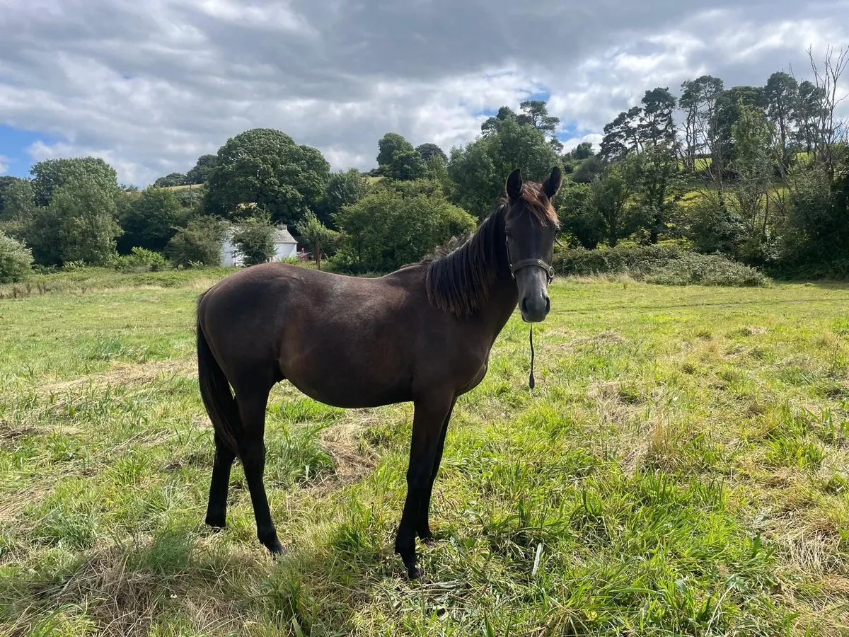 yearling gelding - Image 4