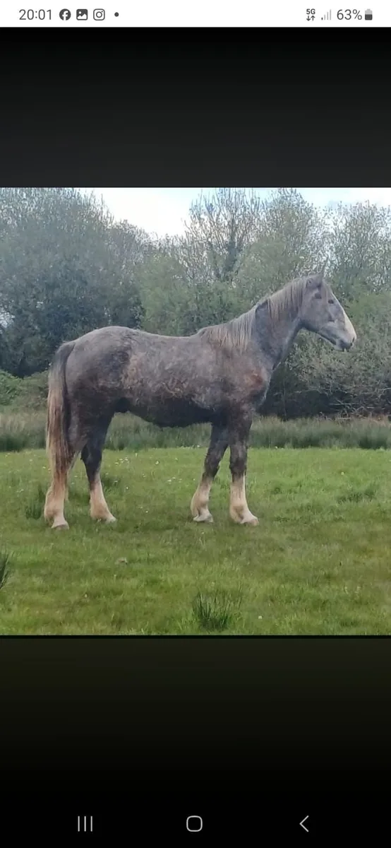 2 Year Old Gelding - Image 1