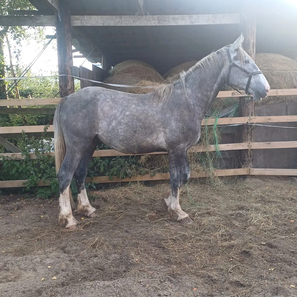 2 Year Old Gelding - Image 2
