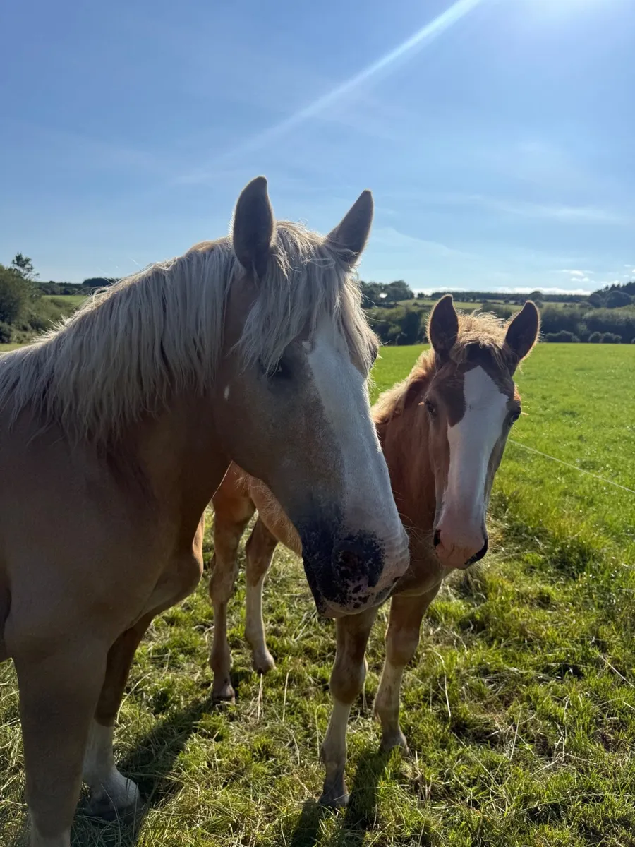 Palomino mare - Image 1