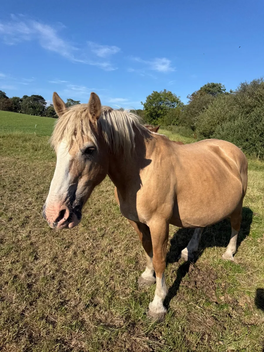 Palomino mare - Image 2