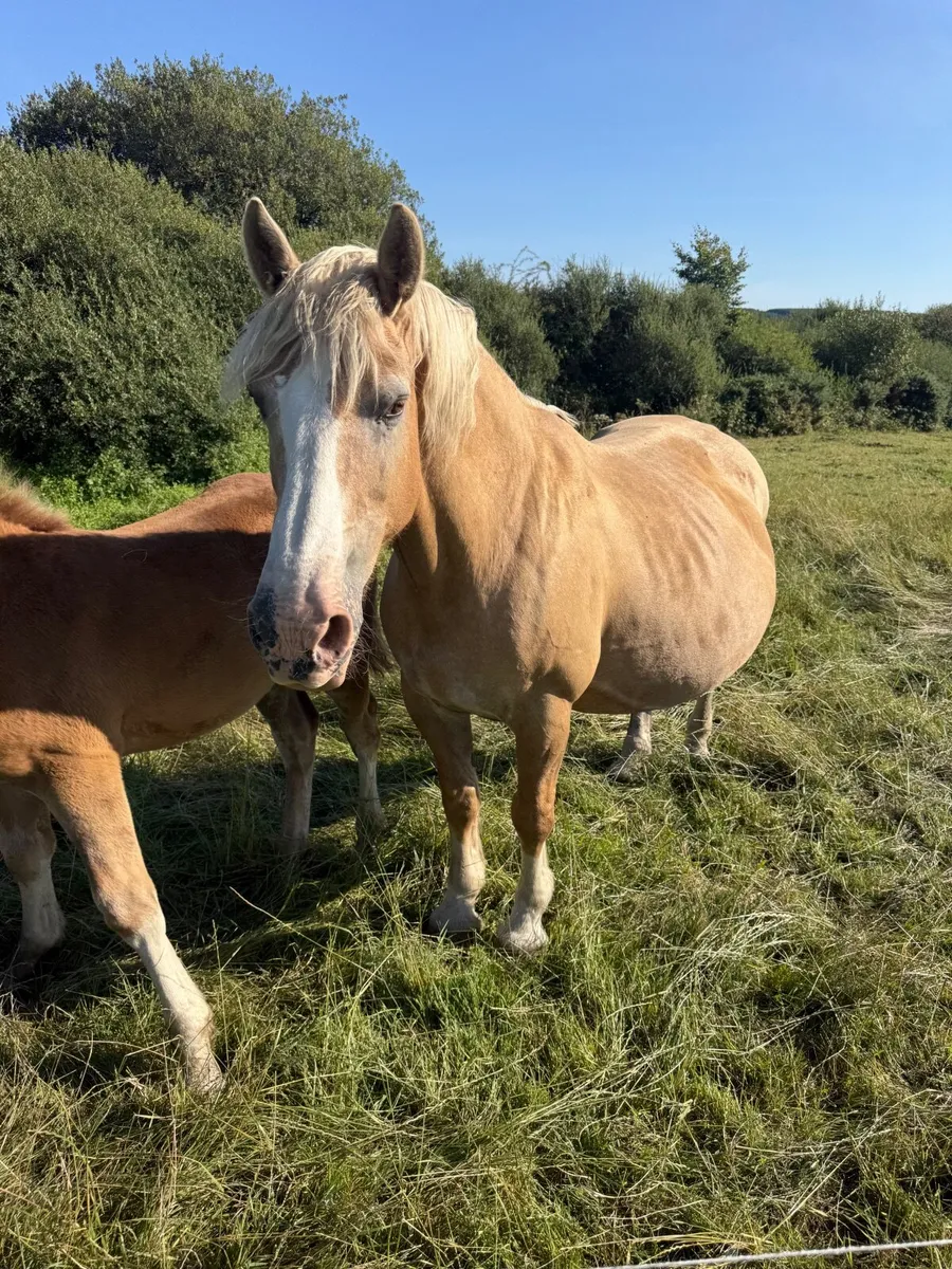 Palomino mare - Image 3