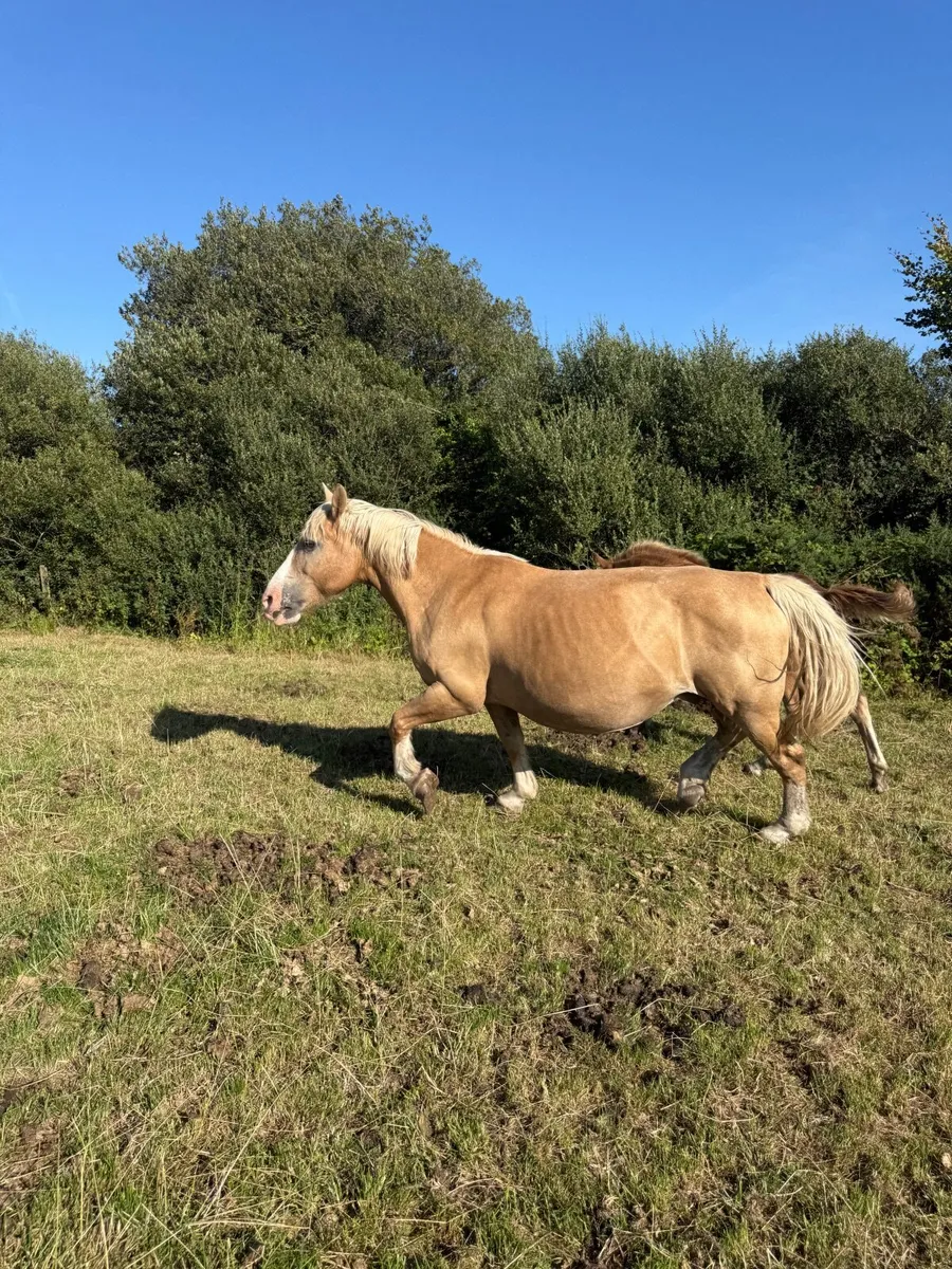 Palomino mare - Image 4