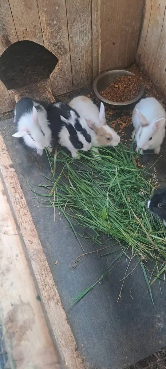 Rabbits - Image 2