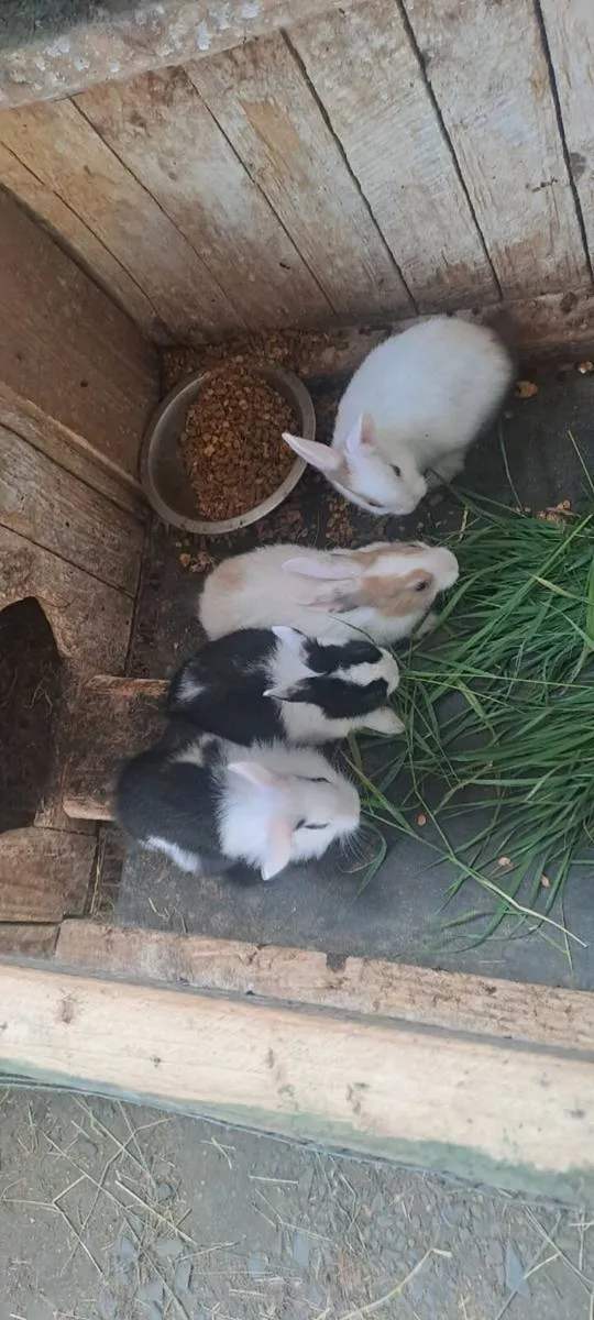 Rabbits - Image 3