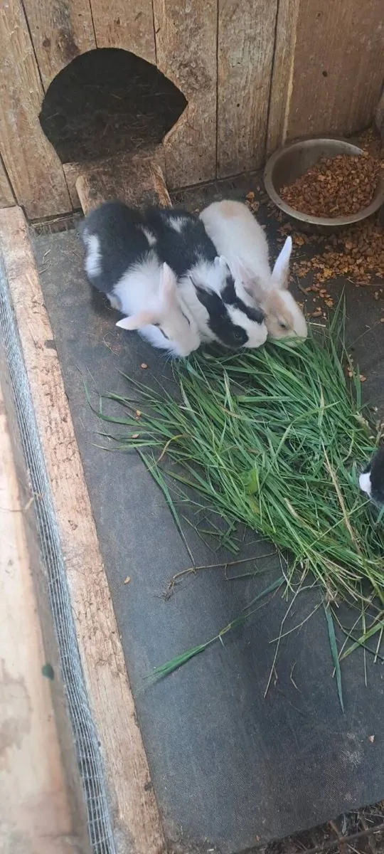 Rabbits - Image 4