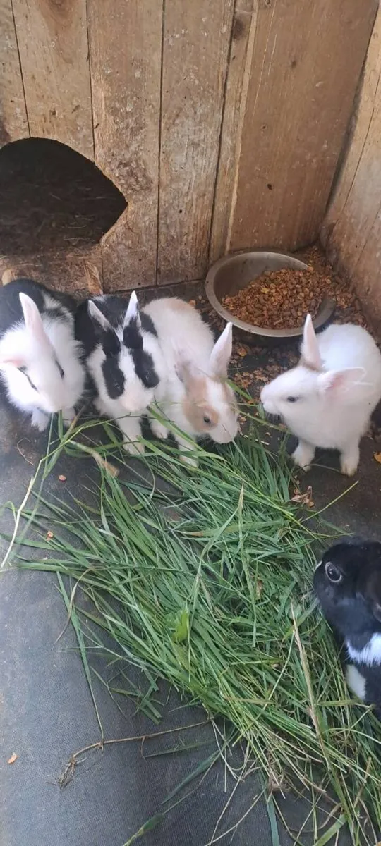 Rabbits - Image 1