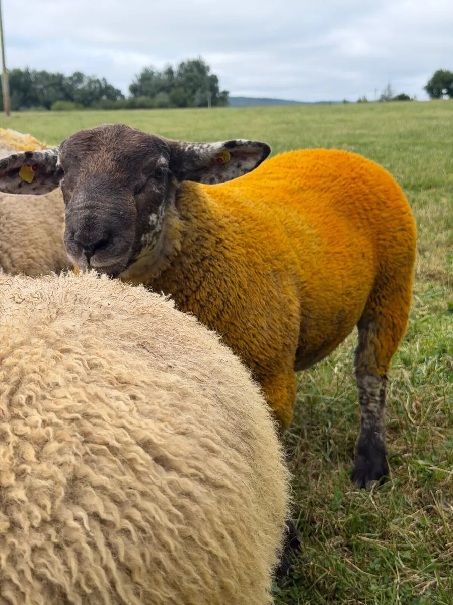 Sufftex Ram lamb - Image 2