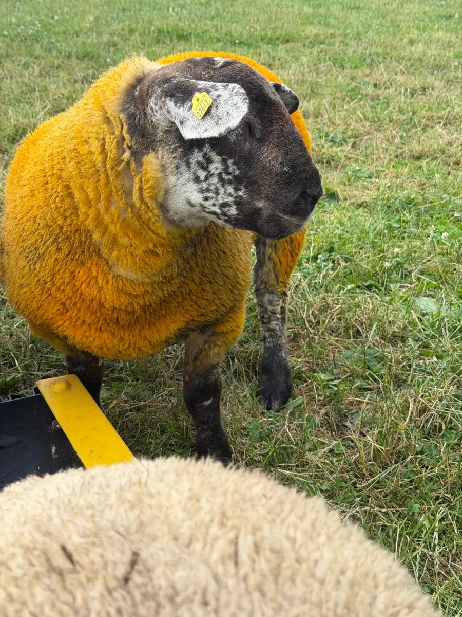 Sufftex Ram lamb - Image 3