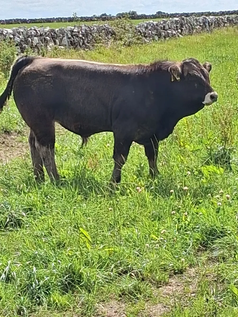 U/E grade weanling bulls - Image 3