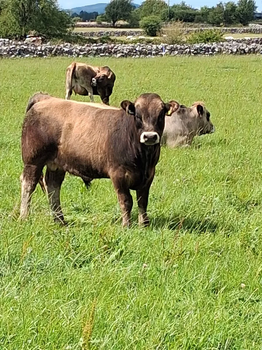 U/E grade weanling bulls - Image 1