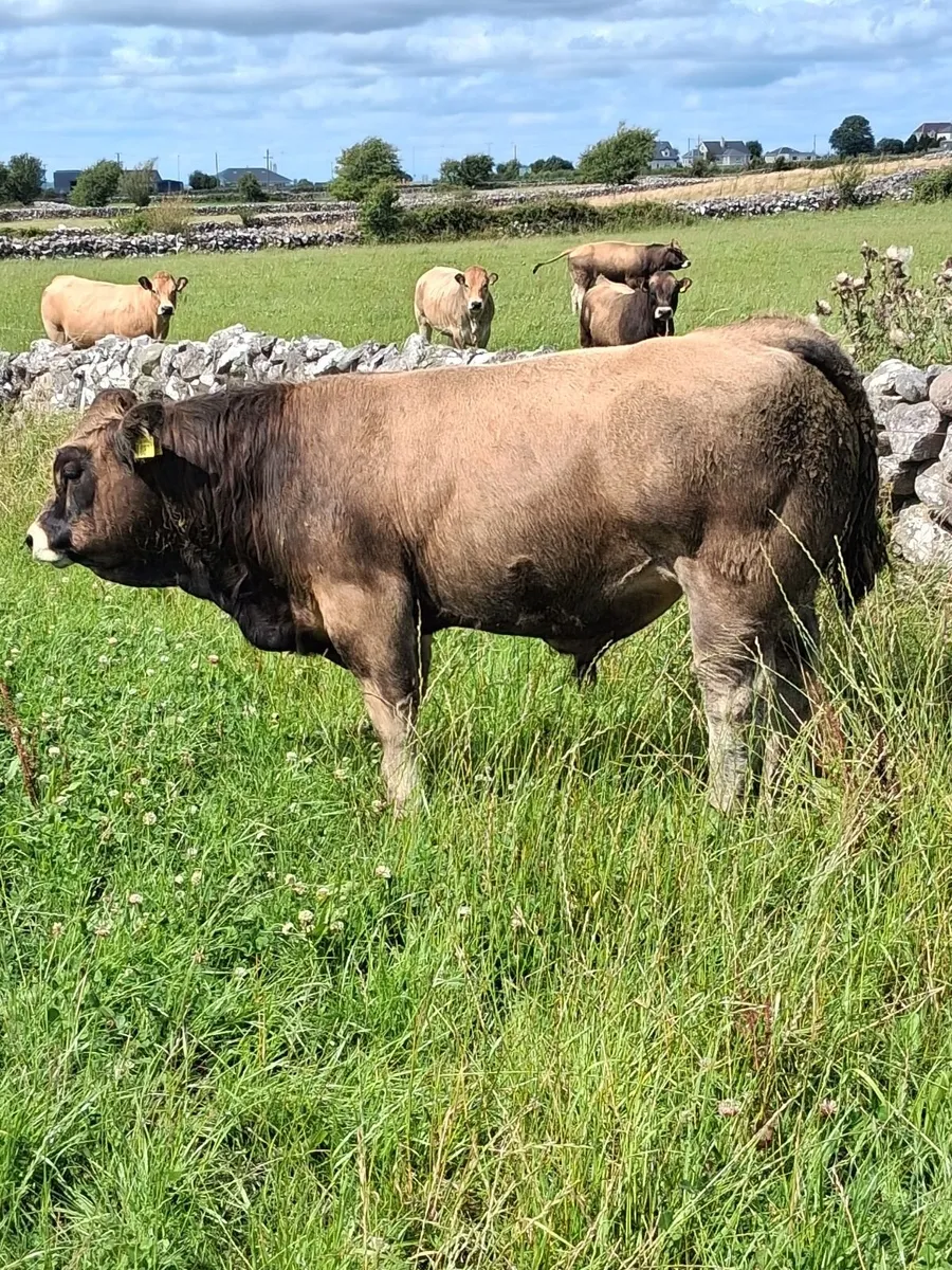 U/E grade weanling bulls - Image 4