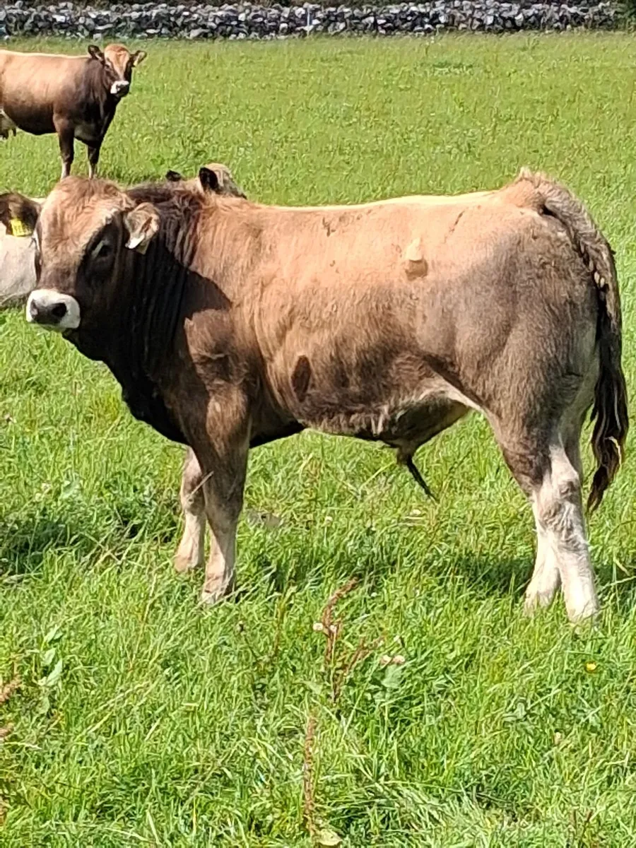 U/E grade weanling bulls - Image 2