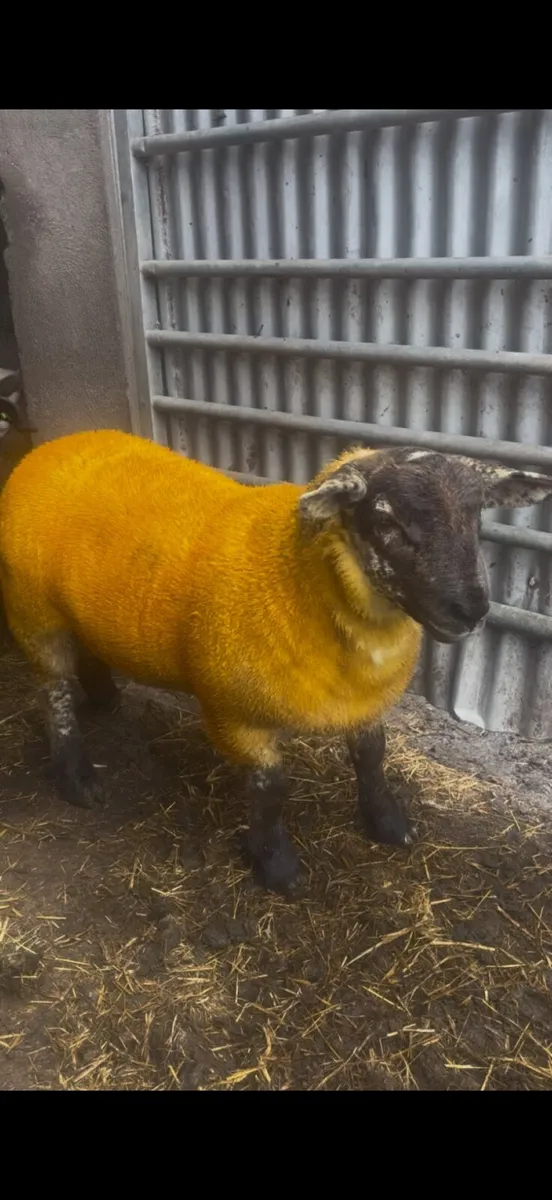 Sufftex Ram lamb - Image 1