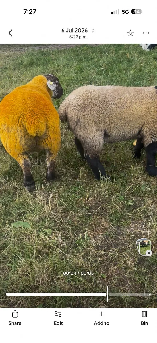 Sufftex Ram lamb - Image 4