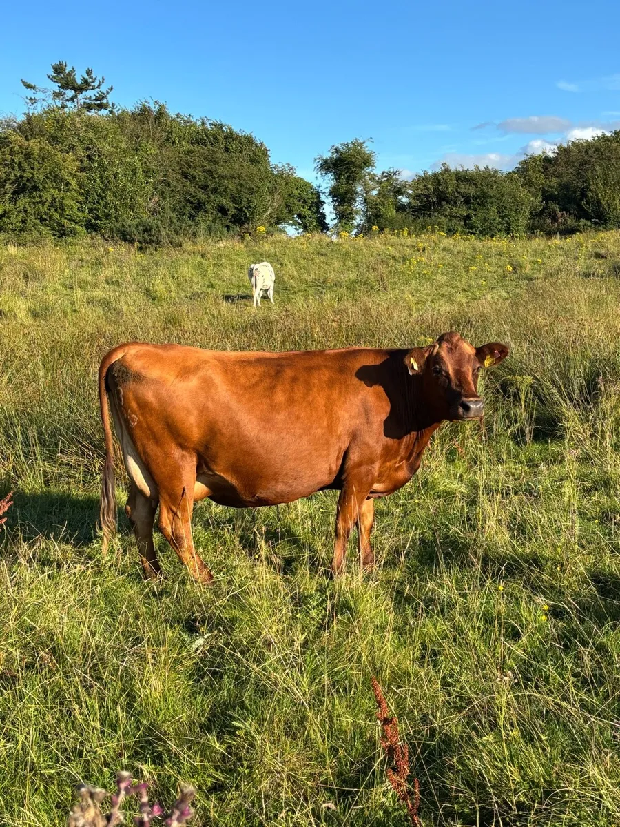 Cows springing to calf - Image 3
