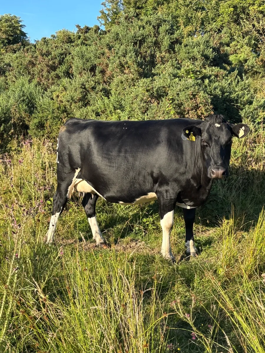 Cows springing to calf - Image 1