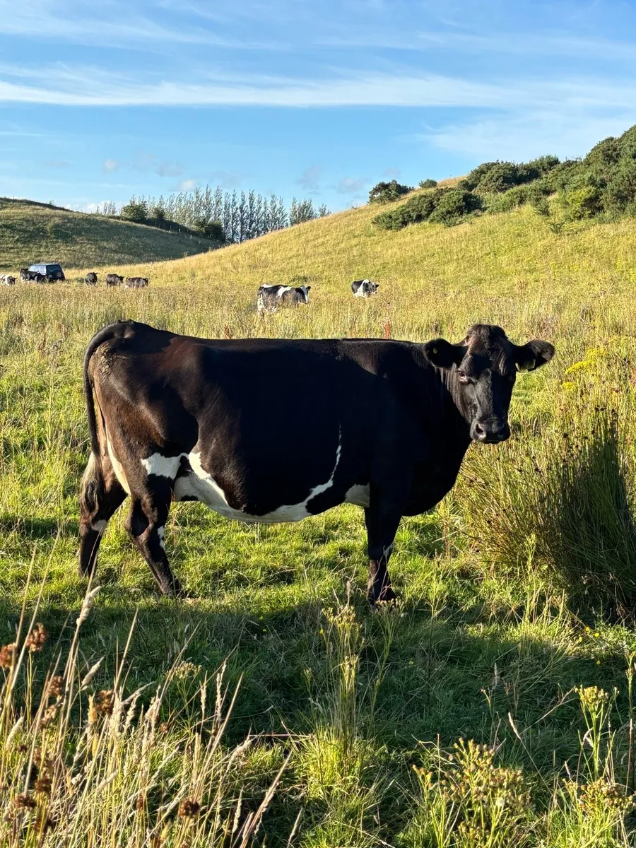 Cows springing to calf - Image 2