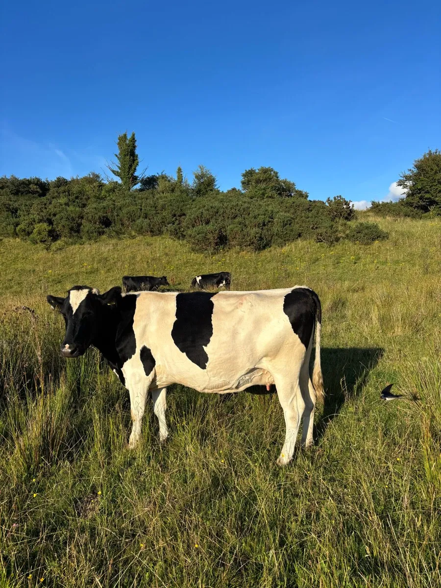 Cows springing to calf - Image 4