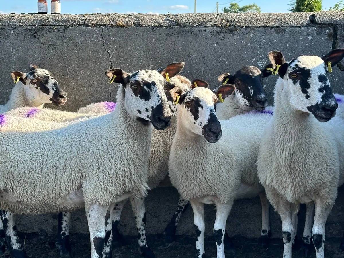 6 super mule hogget ewes - Image 2