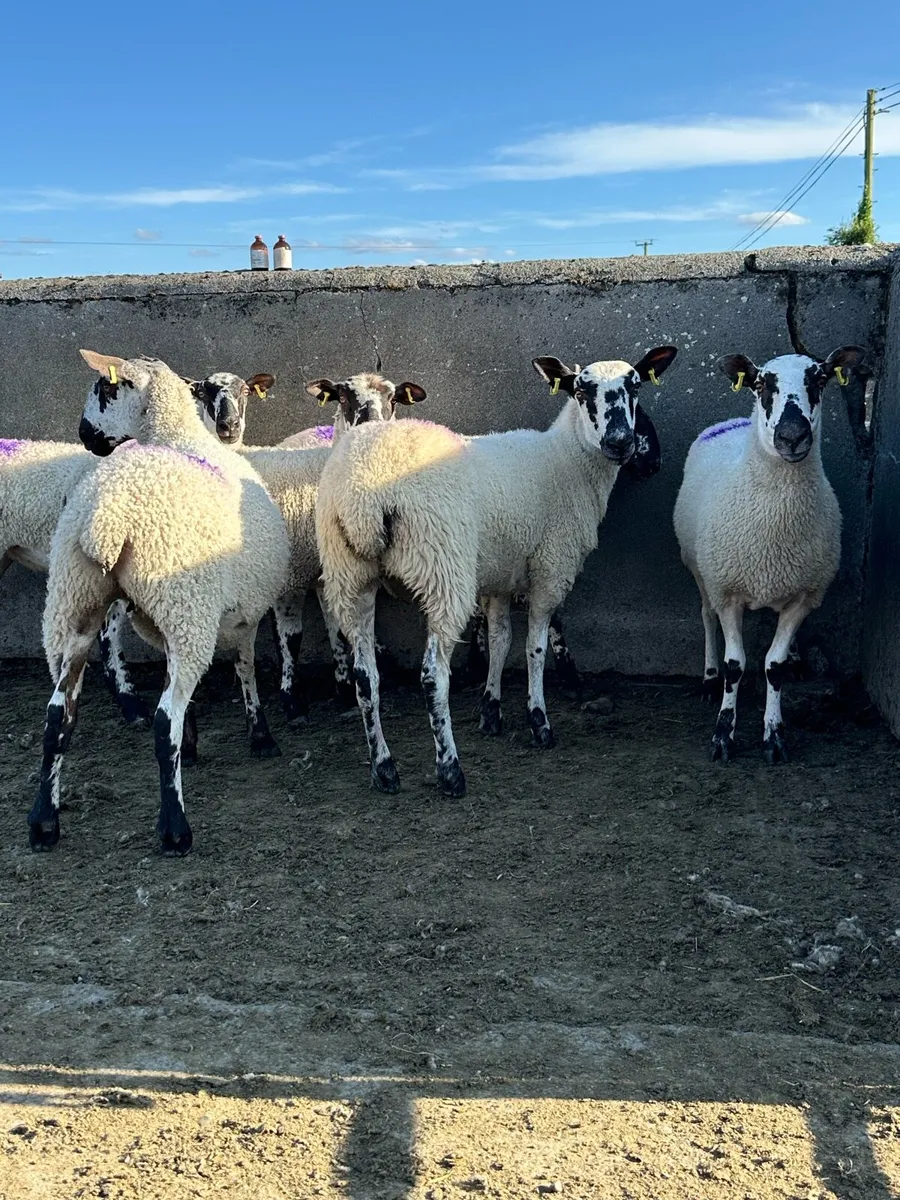 6 super mule hogget ewes - Image 3