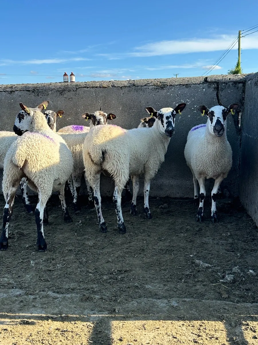6 super mule hogget ewes - Image 4