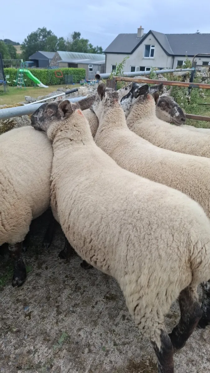 Hogget ewes - Image 1