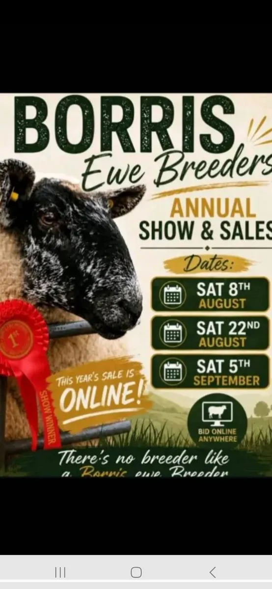 Hogget ewes - Image 2