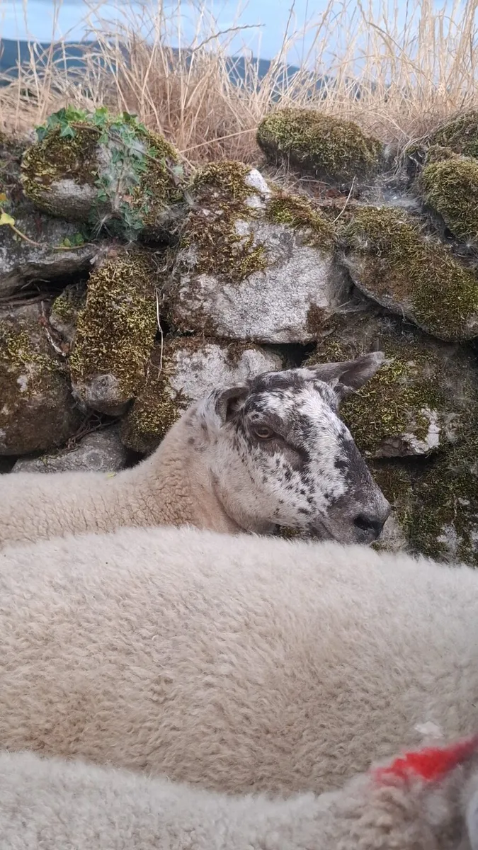 Hogget ewes - Image 3