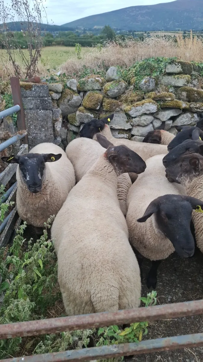 Hogget ewes - Image 4