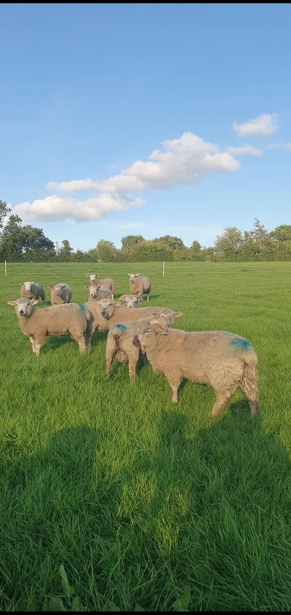 Lambs - Image 1