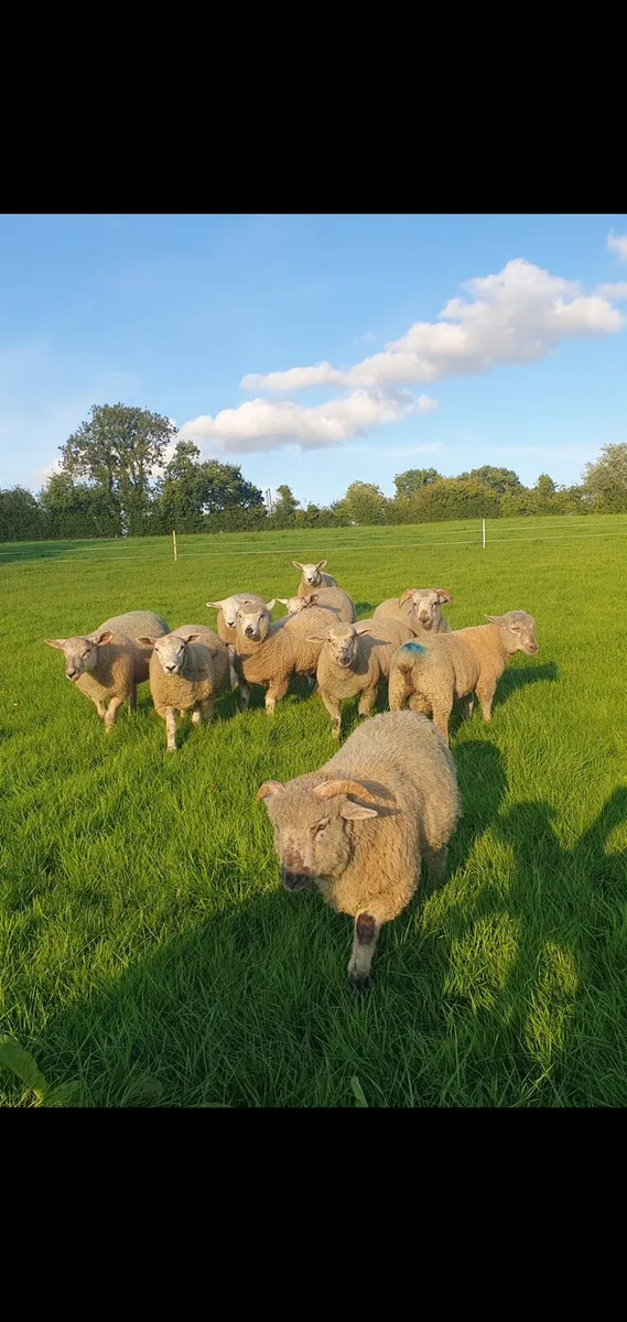 Lambs - Image 2
