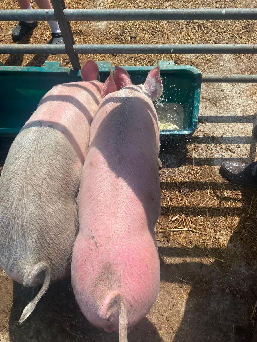 PIGS - Image 3